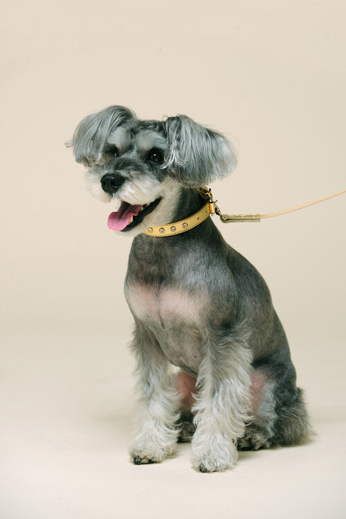 Fine Doggy Leather Harness - Dog Dog Cat — Dog.Dog.Cat.