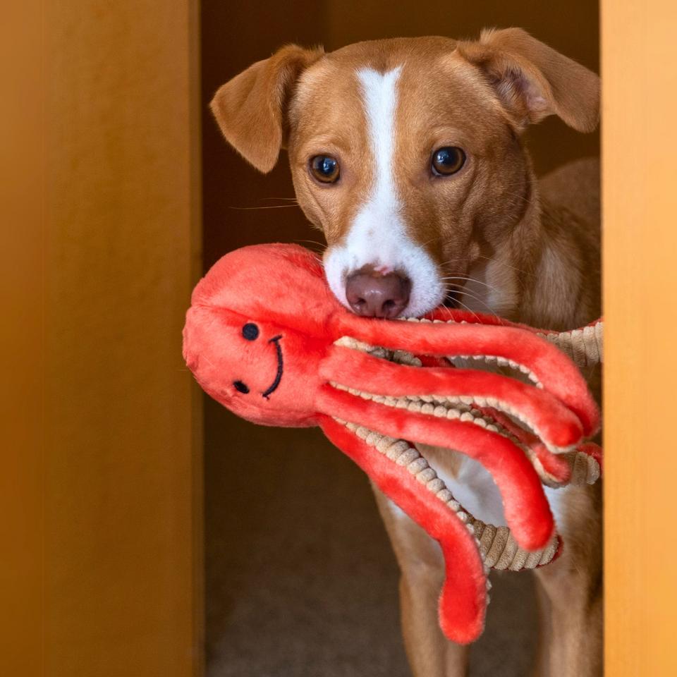 A beautiful dog toy with rugged roots disguised below the surface and of course a squeaker for entertainment inside.  