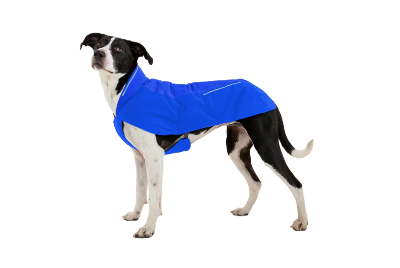 Dog Outerwear