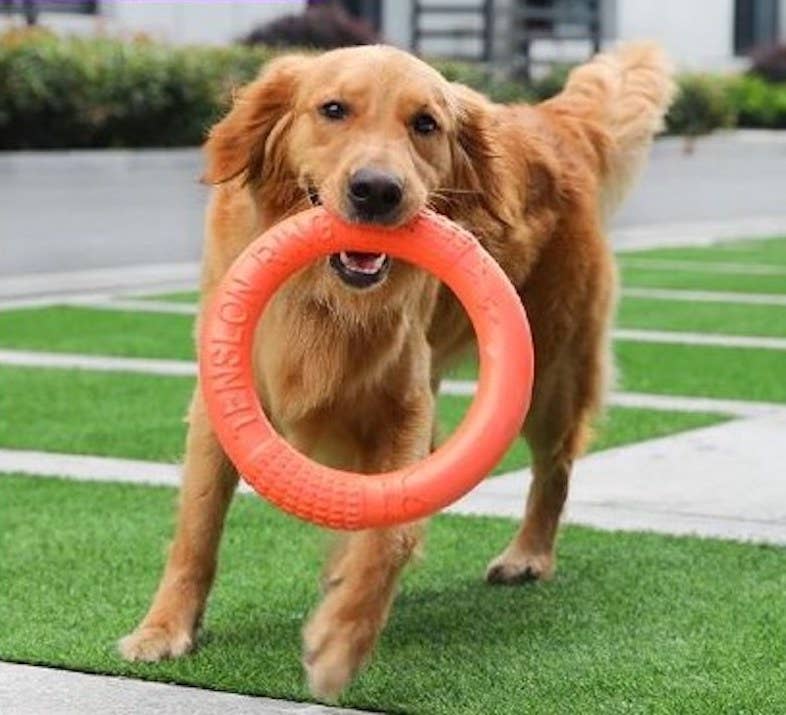 Dog Ring Toy - Dog.Dog.Cat.