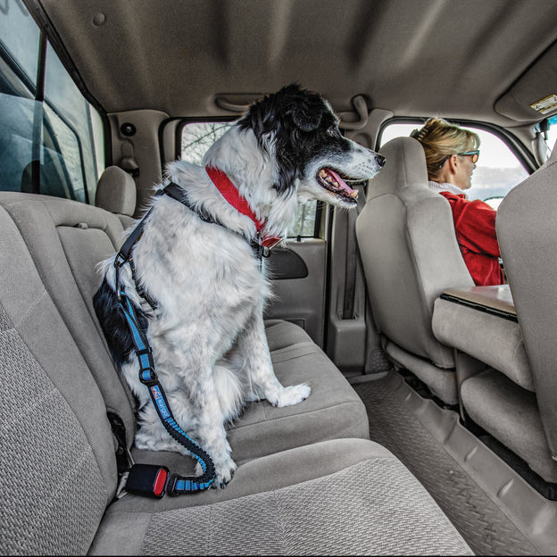 Direct to Seatbelt Bungee Tether - Dog.Dog.Cat.