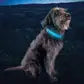 Nite Ize NiteDog Rechargeable LED Collar Cover Disc O - Dog.Dog.Cat.