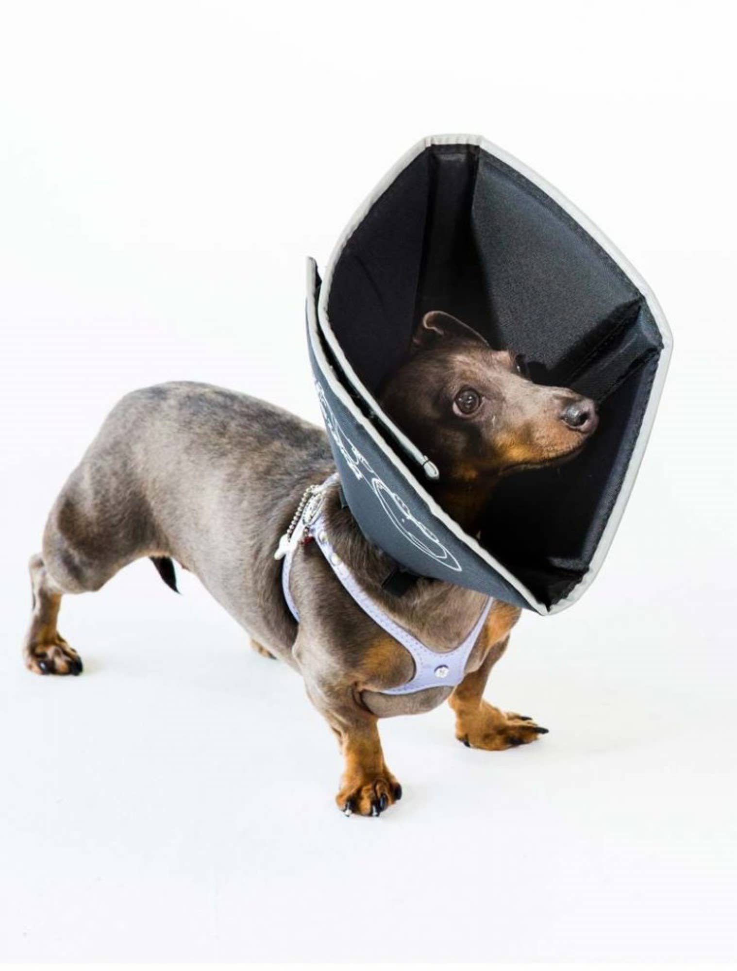 Cozy cone for dogs hotsell