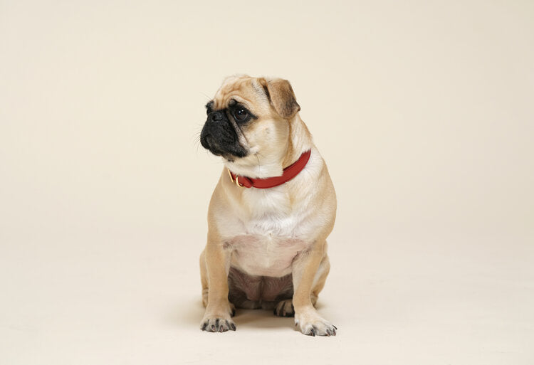 Fine Doggy Leather Harness - Dog Dog Cat — Dog.Dog.Cat.