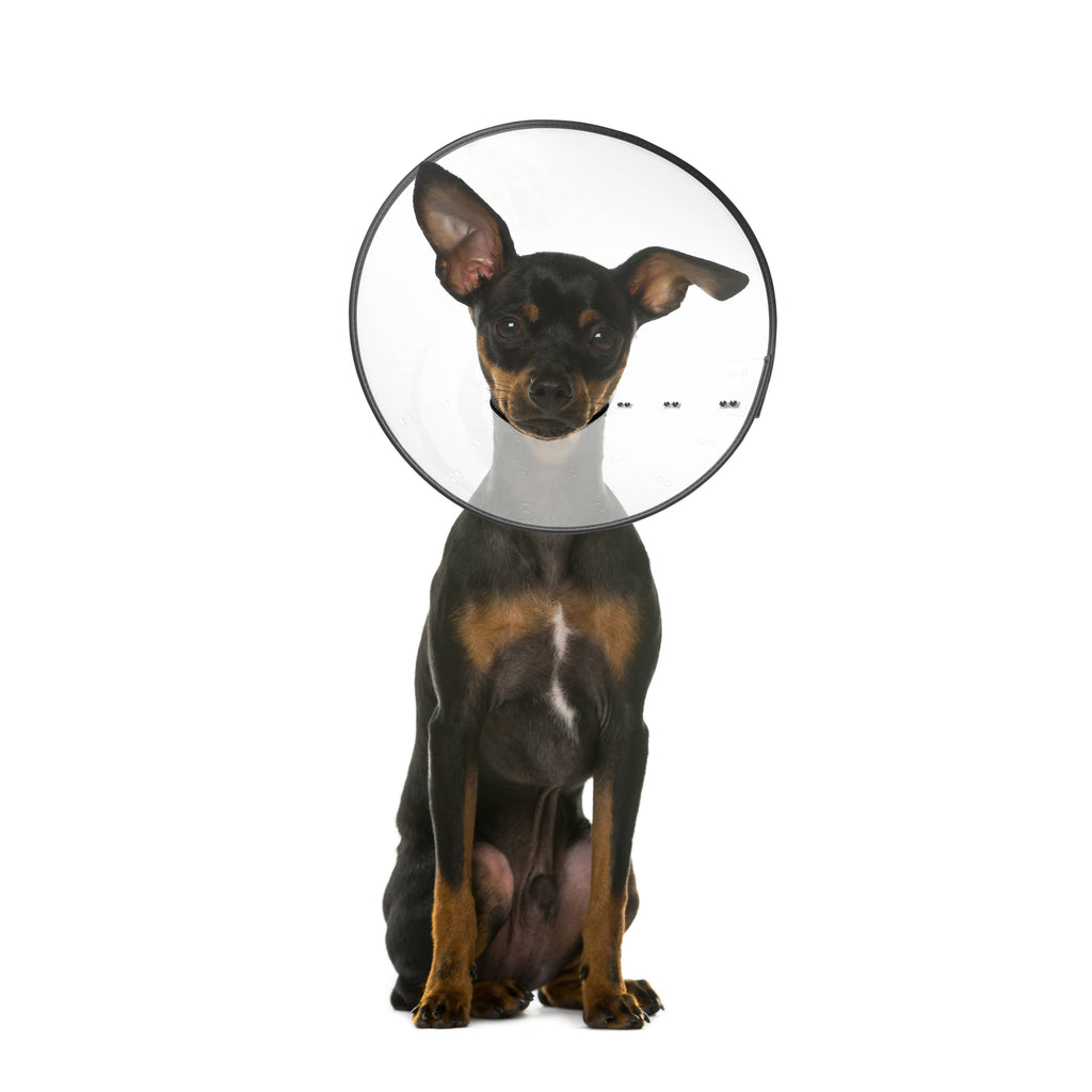 ZENPET - E-Clear - Plastic E-Collar - Dog.Dog.Cat.