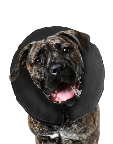 ZENPET - ZenCollar - Inflatable Recovery Collar - Dog.Dog.Cat.